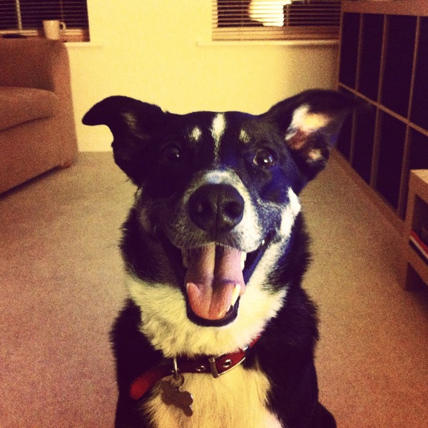Show me your crossbreed puppy/dog please