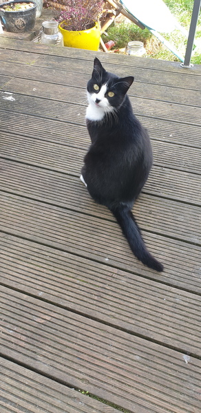 Aibu to just say one of my cats