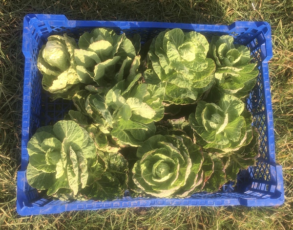 Allotment?Veg Patch Thread 13! Are we weathering the weather?