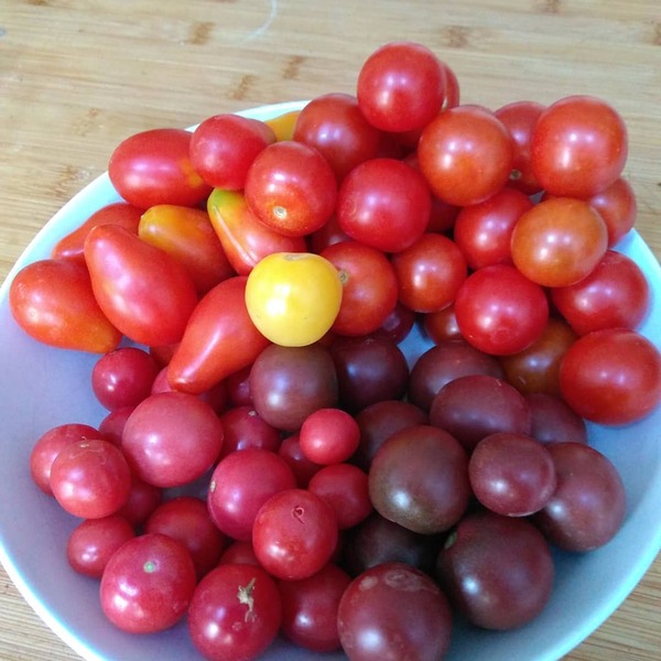 Westminstenders: Competitive Stupidity