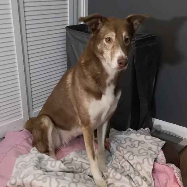 Show me your crossbreed puppy/dog please