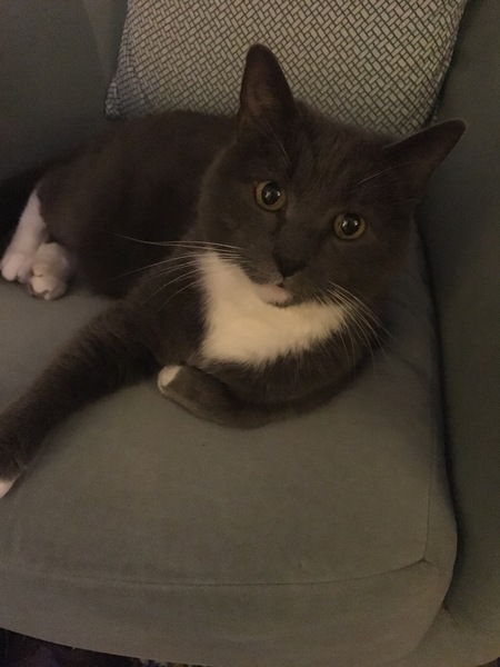 I think my cat is beautiful, show me yours 😁