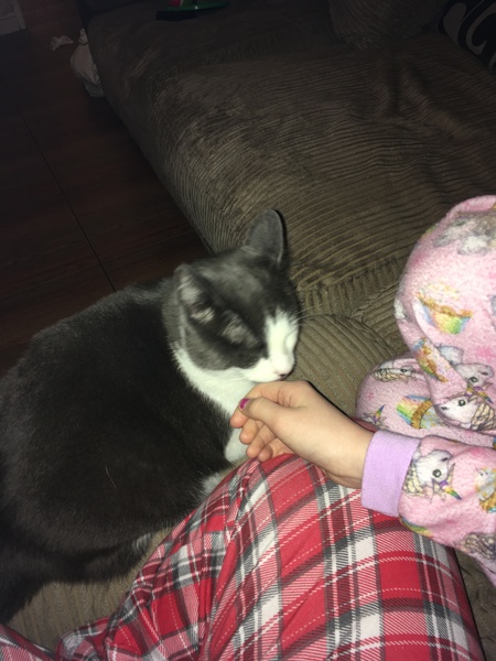 Aibu to just say one of my cats