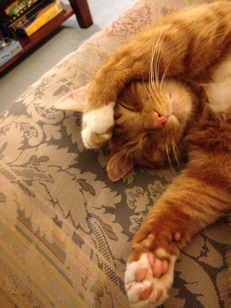 AIBU to ask what’s the worst insult you’ve ever called your pet?