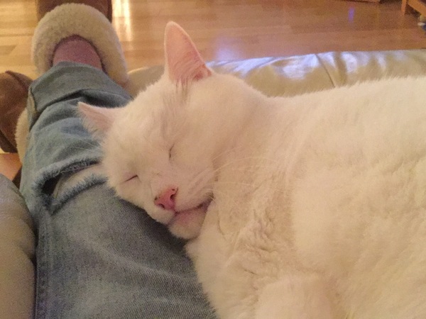 When is the right time to get new cat?