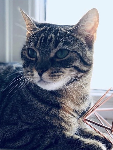 I think my cat is beautiful, show me yours 😁