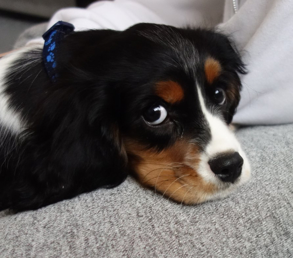 Share dog photos