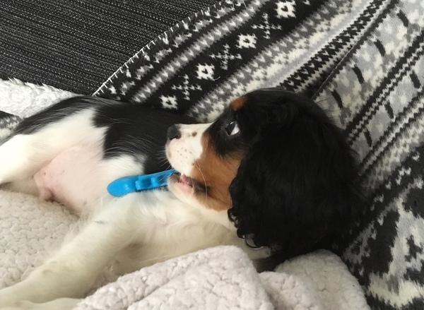 Puppy support