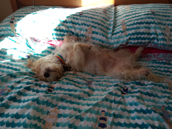 Husband wants rid of my dog