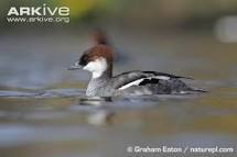 Anybody any good at duck identification?