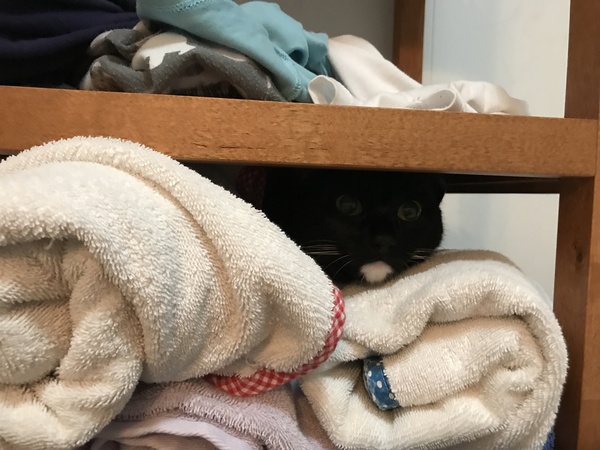 Would we be suitable cat owners?