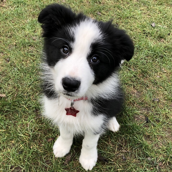 Sell me your dog.