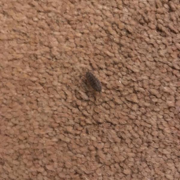 bug at home