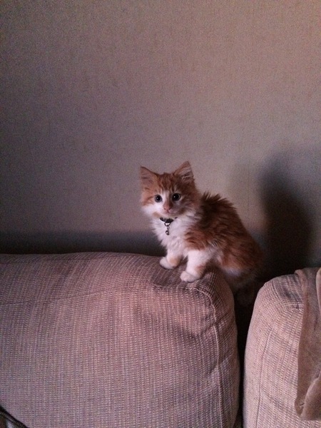 I think my cat is beautiful, show me yours 😁
