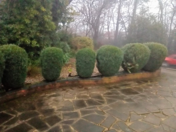 What would you plant here?
