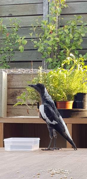 Any Witches Here? Part 6