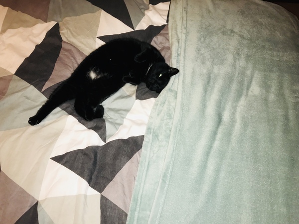 Aibu to just say one of my cats