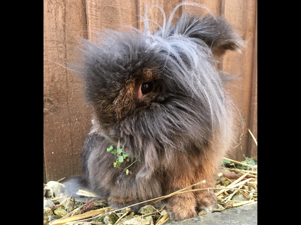 To get rid of our pet rabbits??