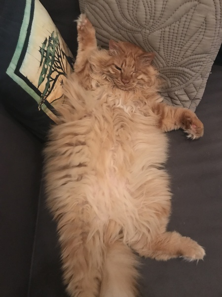 I think my cat is beautiful, show me yours 😁