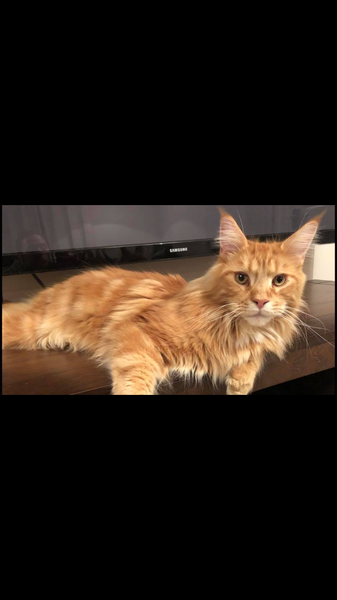 Re. Visiting cat?