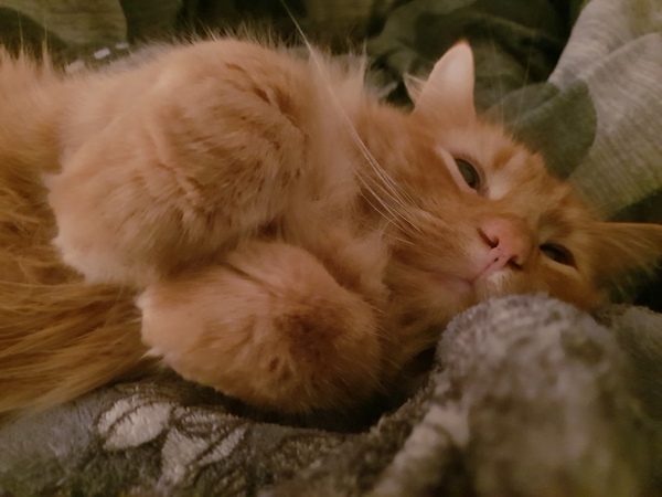 Re. Visiting cat?