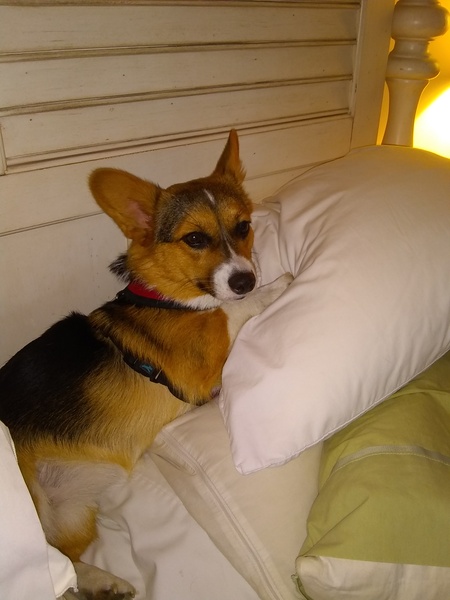 Can we share our puppy and dog pictures?