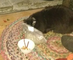 Your cat's favourite baked potato filling - testers here