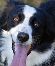 Who fancies a dog photo thread!