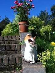 Westminstenders: May's Deal or No Deal