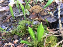 What’s early in your garden