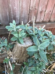 What is this and will it come back? (With pics)
