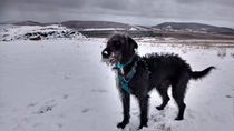Who fancies a dog photo thread!