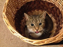 Aibu to just say one of my cats