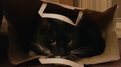I think my cat is beautiful, show me yours 😁