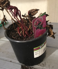 Peony advice, please
