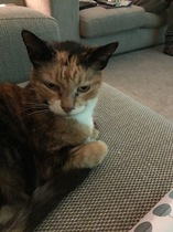 I think my cat is beautiful, show me yours 😁