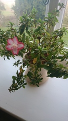 House plant identification please