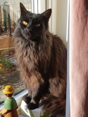 I think my cat is beautiful, show me yours 😁