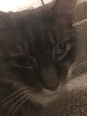 Cat’s eye suddenly odd - pics attached