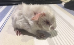 Anyone have a clue as to what breeds these GPs are?!