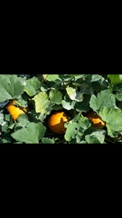 29th March "Grow your own" newcomers welcome here
