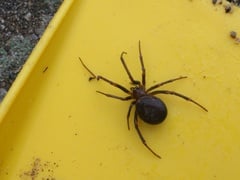 Spider identification please! (Photo included)