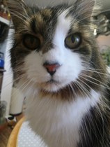 I think my cat is beautiful, show me yours 😁