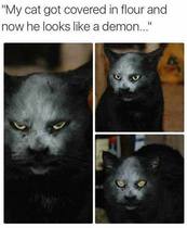 Please share your funny memes or pictures.