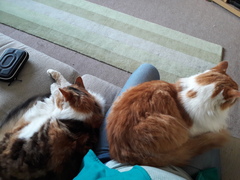 I just walked in on a threesome!