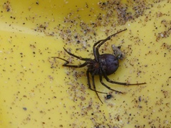 Spider identification please! (Photo included)