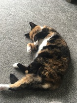 I think my cat is beautiful, show me yours 😁