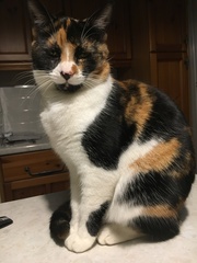 I think my cat is beautiful, show me yours 😁