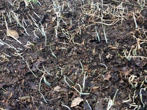 What’s early in your garden