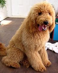 Labradoodles